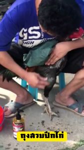 ถุงสวมปีกไก่ ผ้าคลุมปีกไก่ กันน้ำ กันแดด ปีกไก่ไม่เปียกในขณะอาบน้ำไก่ ปีกไม่ไม่ชื้นไม่เป็นรา คละสี เย็บอย่างดีกระชับพอดีกับปีกไก่ อุปกรณ์ไก่ชน เลี้ยงไก่ชน