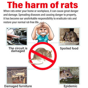 Say Goodbye to Rats in 1 Night!racun tikus paling kuat Protect Your Home from Rats rat poison killer racun tikus paling kuat ubat tikus paling kuat mati rat bait rat repellent rat killer mouse killer 老鼠药 老鼠药三步倒