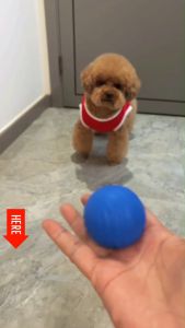 puppy squeaky cat dog toys rainbow bounce ball thrower squishy toys automatic ball launcher tennis flying ball chew pet activity toys for interactive strong dogs biting puppies sounds big dogs interactive rubber indestructible set play ball with dog