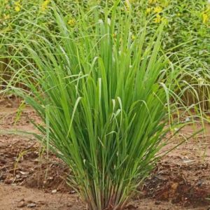 Herba serai kampung /香茅草(6batang)