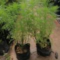 anak pokok Dill/ pokok halau nyamuk/ Dill Sapling. 