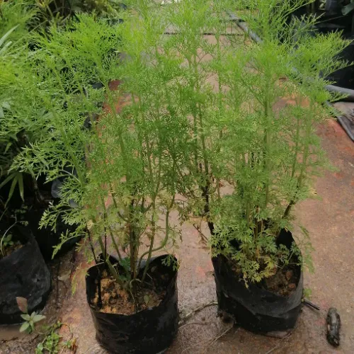 anak%20pokok%20Dill/%20pokok%20halau%20nyamuk/%20Dill%20Sapling%20-%20Image%204
