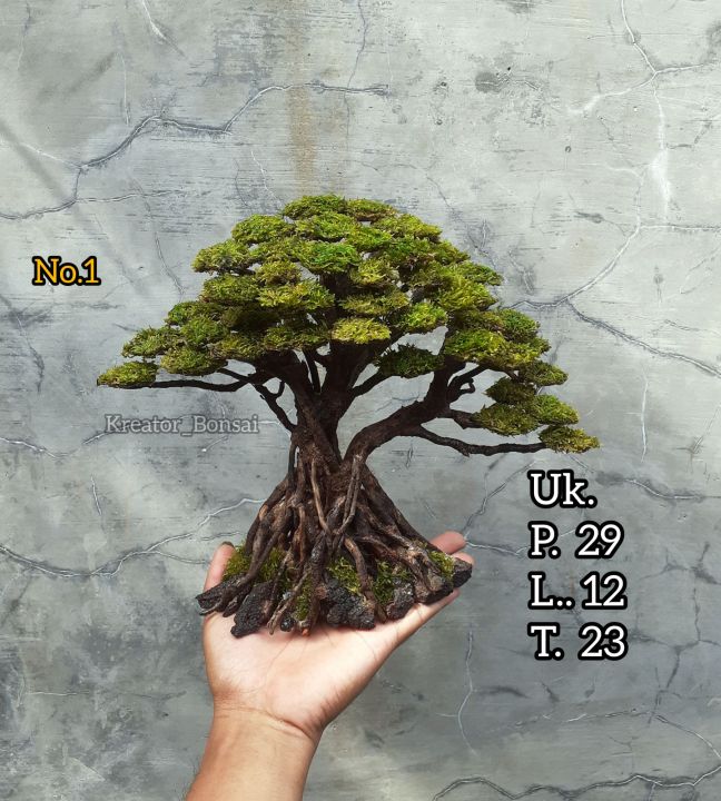 bonsai aquascape akar cemara laut Lazada Indonesia