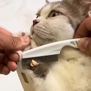 Lược chải ve rận size lớn cho chó mèo gỡ rối lông sạch ve rận bọ chét cho thú cưng dài 18cm