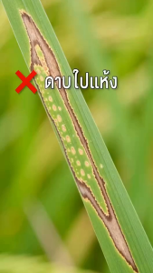 ไอซีพี ลัดดา เทอราโน ตัวเดียวกับ อามูเร่ ขนาด 500 ซีซี ไดฟีโนโคนาโซล + โพรพิโคนาโซล กำจัดเชื้อรา เมล็ดด่าง ใบจุด กาบใบแห้ง ราสนิม รากเน่าในนาข้าว พืชผัก