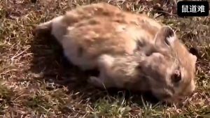 High-Efficiency Rat Poison Granules | All-in-One Household Rodent Killer