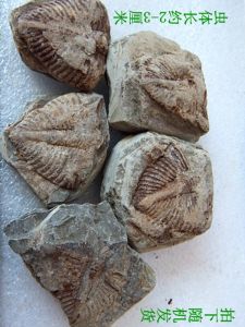 Fossilized Trilobite Tail with Membrane Vintage Biological Specimen for Kids Creative Handmade Animal Desktop Decoration