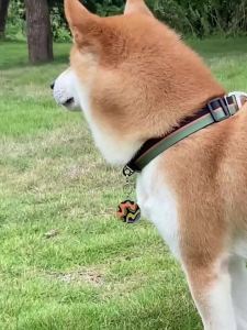 HamshMoc Heavy Duty Nylon Collar Leash Combo Slide Adjust D-Ring Tangle-Free Clip Attachment Ring Tear Resistant