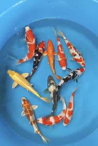 Japan Koi local breed Super Premium Grade size 7-9” ( big size )  11pcs COMBO at 1888 + transportation 100 ( 2 boxes )