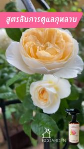 ปูกุหลาบ ปูดอกไม้ ปูบำรุงดอกไม้ อาหารเสริมต้นไม้ แบบขวดสเปรย์ 1 ขวด 450 มล ปลอดภัยในการเสริมสร้าง healthy plant