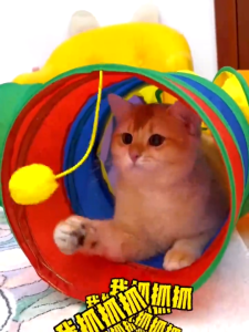 【SG Stocks】Pet  Cat Toy Tunnel Cat Toys Tunnel Cat Tunnel Pet Train Tunnels Cat Teaser  Tunnel Tube