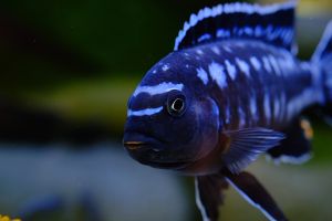Maingano Blue Cichlid /Ornamental fish/Freshwater/Readystock