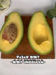 Bibit Tanaman Alpukat Pluwang Unggul Termurah