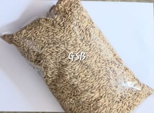 benih bibit padi beras merah jenis bogor banung bibit unggul 1 kg