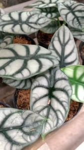 Bibit Tanaman Hias Alocasia: Tengkorak Amazon & Keladi Tengkorak