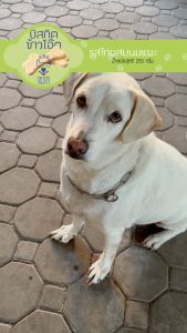 หมาฮา บิสกิตข้าวโอ๊ต รสไก่ผสมนมแพะ ขนมสำหรับสุนัข