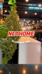 NETHOME : GLOXINIA 36L Multipurpose Front Opening Storage Box Stackable Toy Snack Household Storage Cabinet