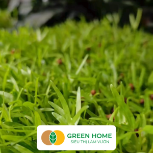 Hạt Giống Mầm Rau Muống Greenhome Gói 50g Dễ Trồng Quanh Năm Nảy Mầm Cao Thu Hoạch Nhanh Năng Suất Cao R14