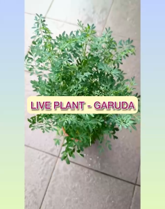 Garuda Plant Hardy Garden Herb with Drainage Pot | Pokok Garuda Lasak Bersama Pasu Saliran | 芸香耐旱盆栽附排水孔