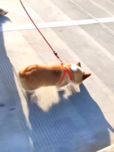 Bộ dây dắt Chó có phản quang kèm yếm ngực bằng chất liệu vải nylon - Love Pets Shop