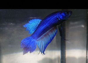 Wild betta 2 ekor Ikan smaraqdina hybrid reject (ekor pecah/koyak )Random pick