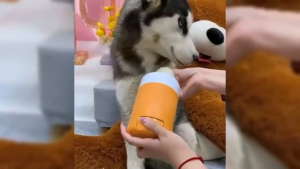 SG Ready Stock Pet Paw Cleaner Cup Portable Dog Cat Foot Washing Brush Grooming Cleaning Supplies