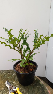 ต้นเหงือกปลาหมอ กระถาง 6นิ้ว Sea Holly