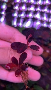 [Aquatic Plant] Bucephalandra Sp Neo Red Vein Submerged Rare Plants Bucep Buce 稀有辣椒榕水下叶 - Lazada