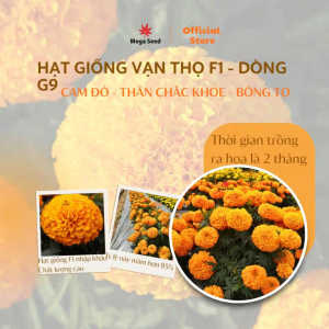 Hạt giống hoa vạn thọ G9 – Giống hoa đẹp bền màu dễ trồng phù hợp nhà vườn & chậu cảnh gói 20 hạt