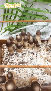 MycoBOX - Phôi Nấm Rơm 2kg