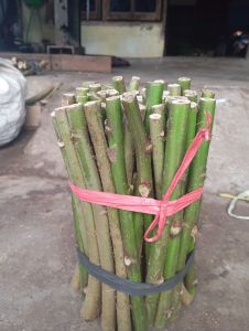 bibit stek telo papua untuk pakan ternak bernutrisi tinggi 15 batang