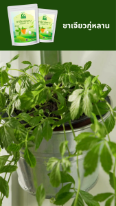 ชาเจียวกู่หลาน ตราไร่กฤติยา (Jiaogulan Tea ชาปัญจขันธ์ หรือโสมห้าใบ)