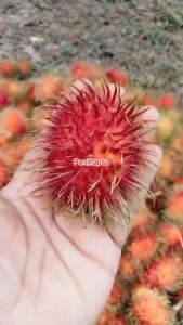 Bibit Rambutan Binjai Super Okulasi
