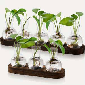 Plant Terrarium Glass Vase Modern Transparent with Wooden Tray Hydroponics Propagation Station Indoor Desktop Decor