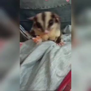 Sugar Glider Chicken Jerky