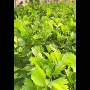 CHIATAI ผักซอง เจียไต๋ คะน้าใบ O009 ประมาณ 2260 เมล็ด คะน้า เมล็ดพันธุ์ผัก เมล็ดผัก เมล็ดพืช ผักสวนครัว