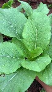 Benih Caisim Sawi Manis Jumbo 1 kilogram Urban Farming Unggul Lebat Panen Melimpah