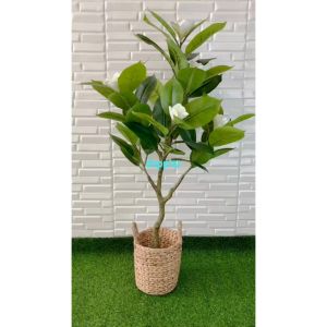 Dekorasi Rumah Studio dengan Pohon Hias Tanaman Artificial Magnolia T120 Latex Cover