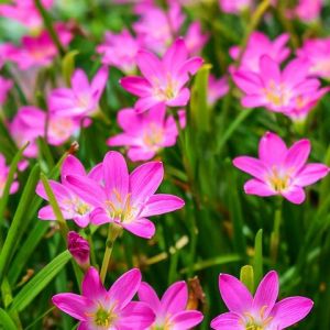Rain Lily