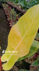 Tanaman Hias Philodendron Monligh Jumbo: Panduan Lengkap