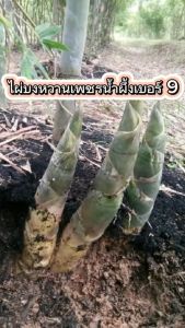 ต้นไผ่หวานสูง 30-40 ซม. รสชาติสดอร่อย หน่อไผ่ใหญ่กรอบ ต้นไม้เจริญเติบโตดี กินได้ตลอดปีและปลูกง่าย
