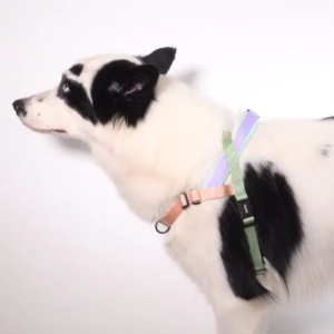 Zee Dog | Softer-Walk Harness | Velvet Vibes Dropout