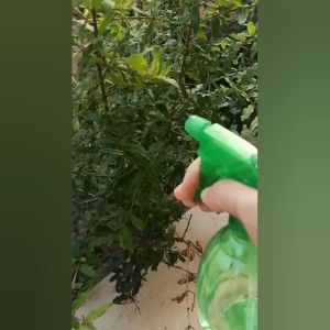 Botol Spray Semprot 500ml Sprayer Semprotan Burung Tanaman Hewan Kaca AN