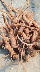 1kg rễ xích đồng nam tươi hữu cơ