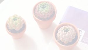 【6 SIZE SMALL SERIOUS】 红陶盆 红陶 RED POTTERY CLAY POT SUCCULENT FLOWER POT  红陶多肉植物陶瓷花盆 多肉花盆 花盆 陶瓷花盆 植物花盆 pot murah succulent pot