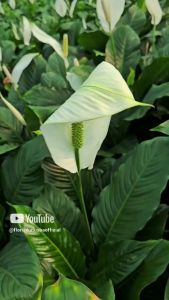 tanaman hias peace lily bunga sepatu philum