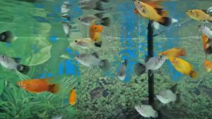 Mix Platy Fish / MoonFish