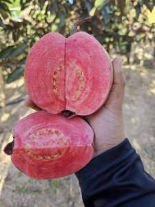 ต้นฝรั่ง แดงศรีสะเกษเบอร์2 ฝรั่งใบแดง ผลแดง (ต้นเสียบยอด) รับประกันสายพันธุ์แท้