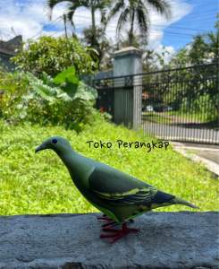 ( Toko Perangkap ) Patung Burung Punai Hijau Jantan Pemikat
