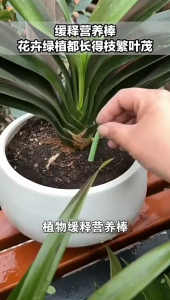 Plants Fertilizer Stick 6 in 1 baja gemuk dan subur Garden Soil Fertilizers Root Growth Healthy Hot
